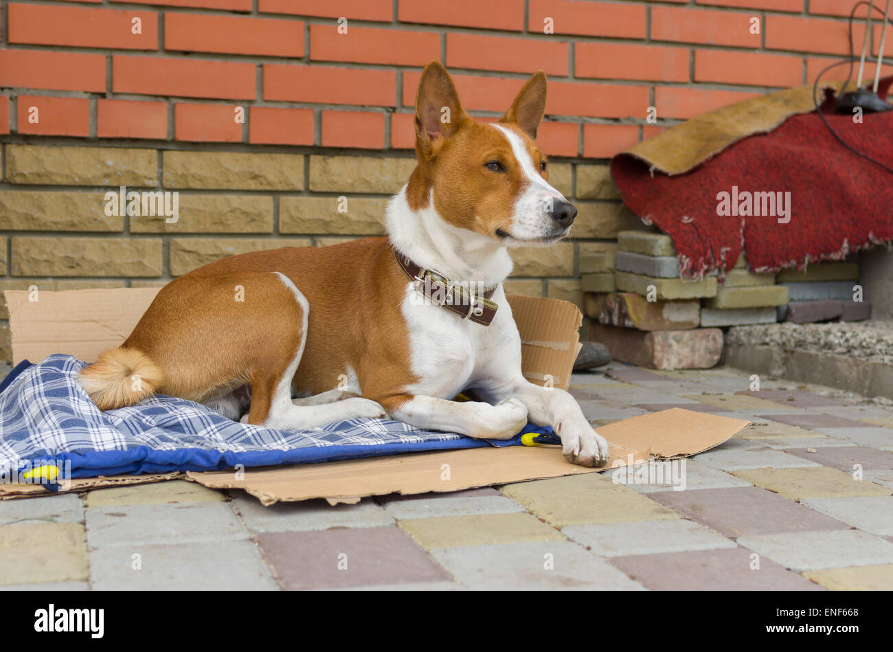 Outdoor portrait of Basenji dog having rest outside the home it lives ...