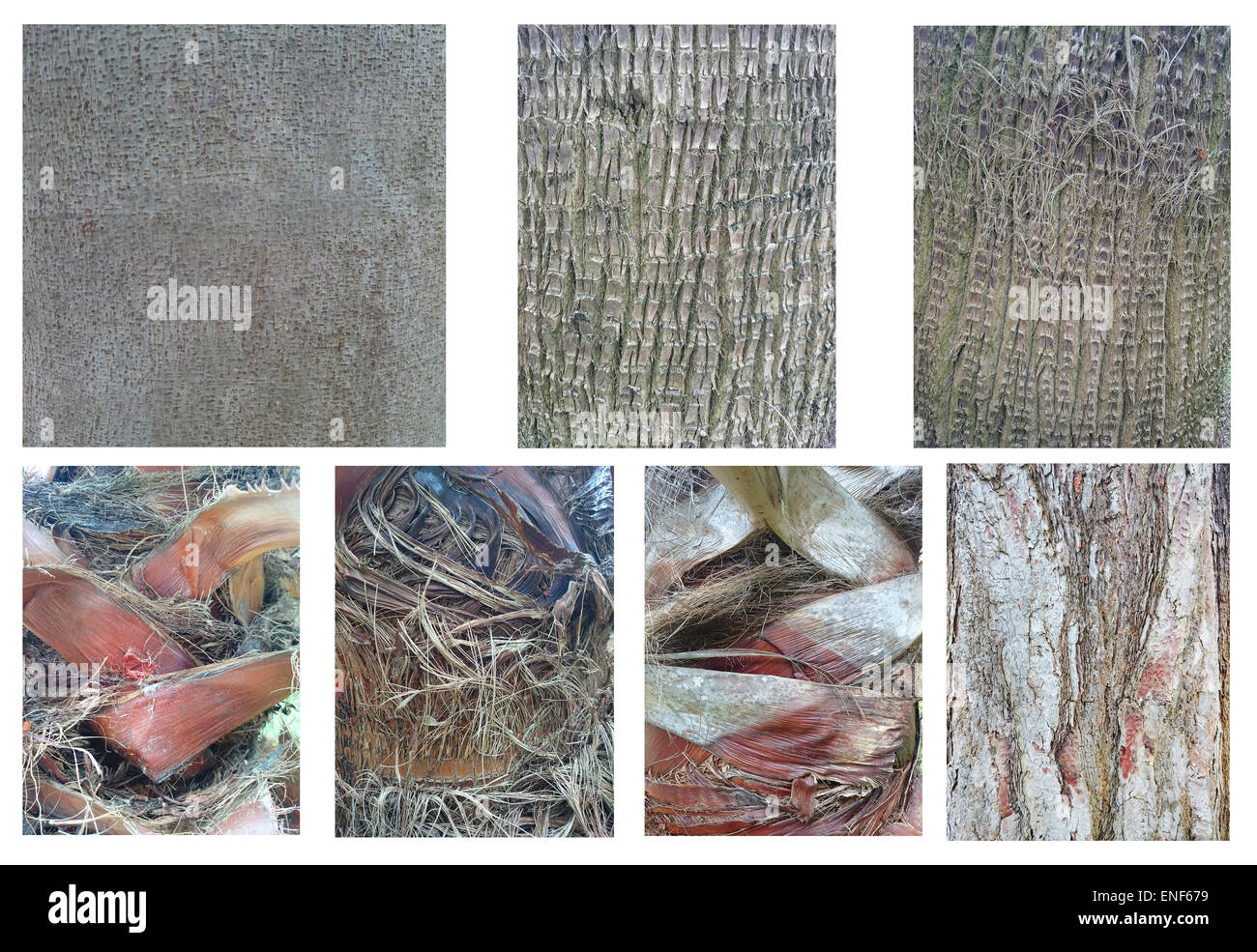 Set of Trunk Wood Background Photo Stock Photo - Alamy