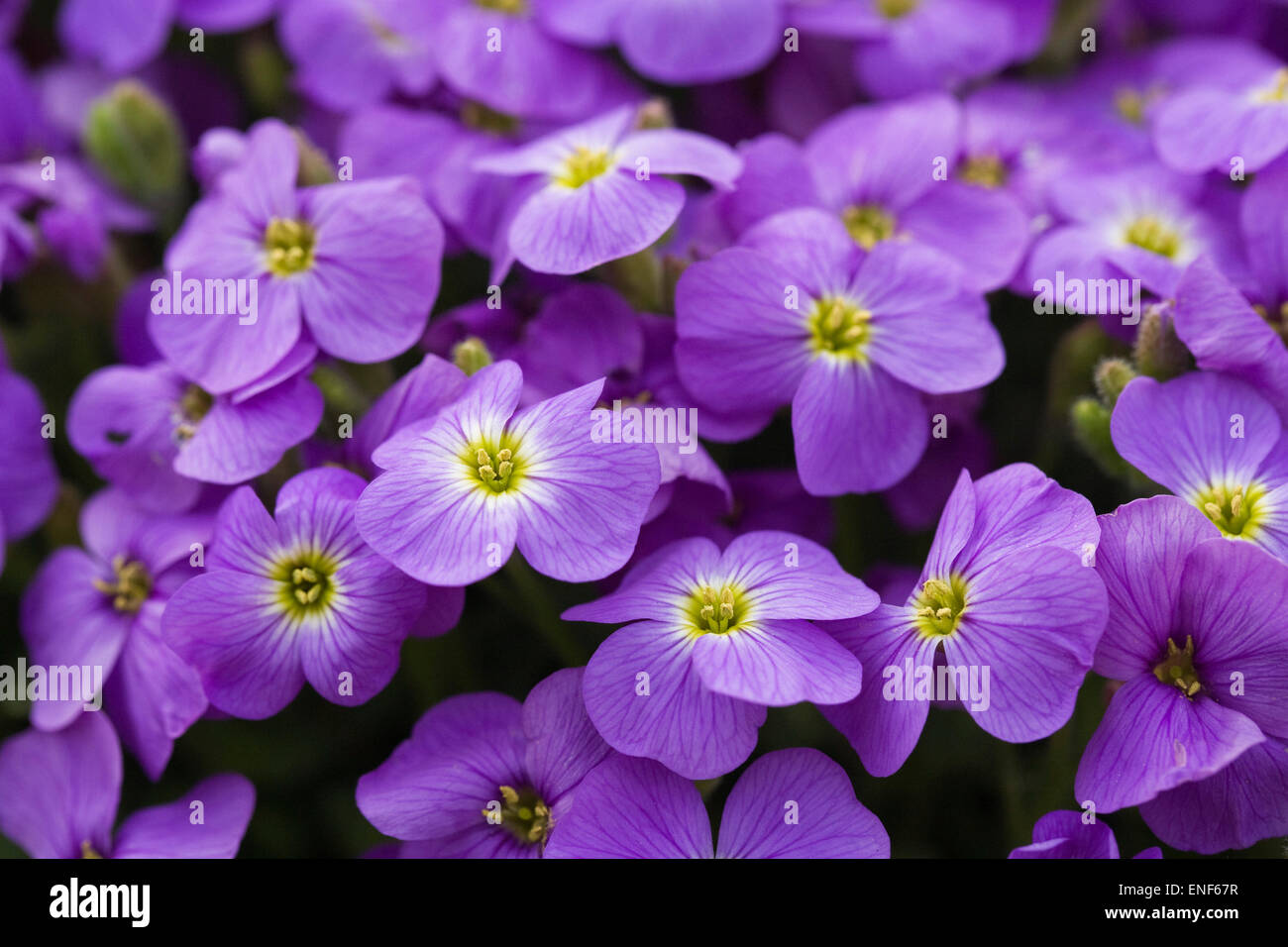 Aubrieta Axcent Light Blue (Axcent Series). Aubretia flowers in Spring. Stock Photo