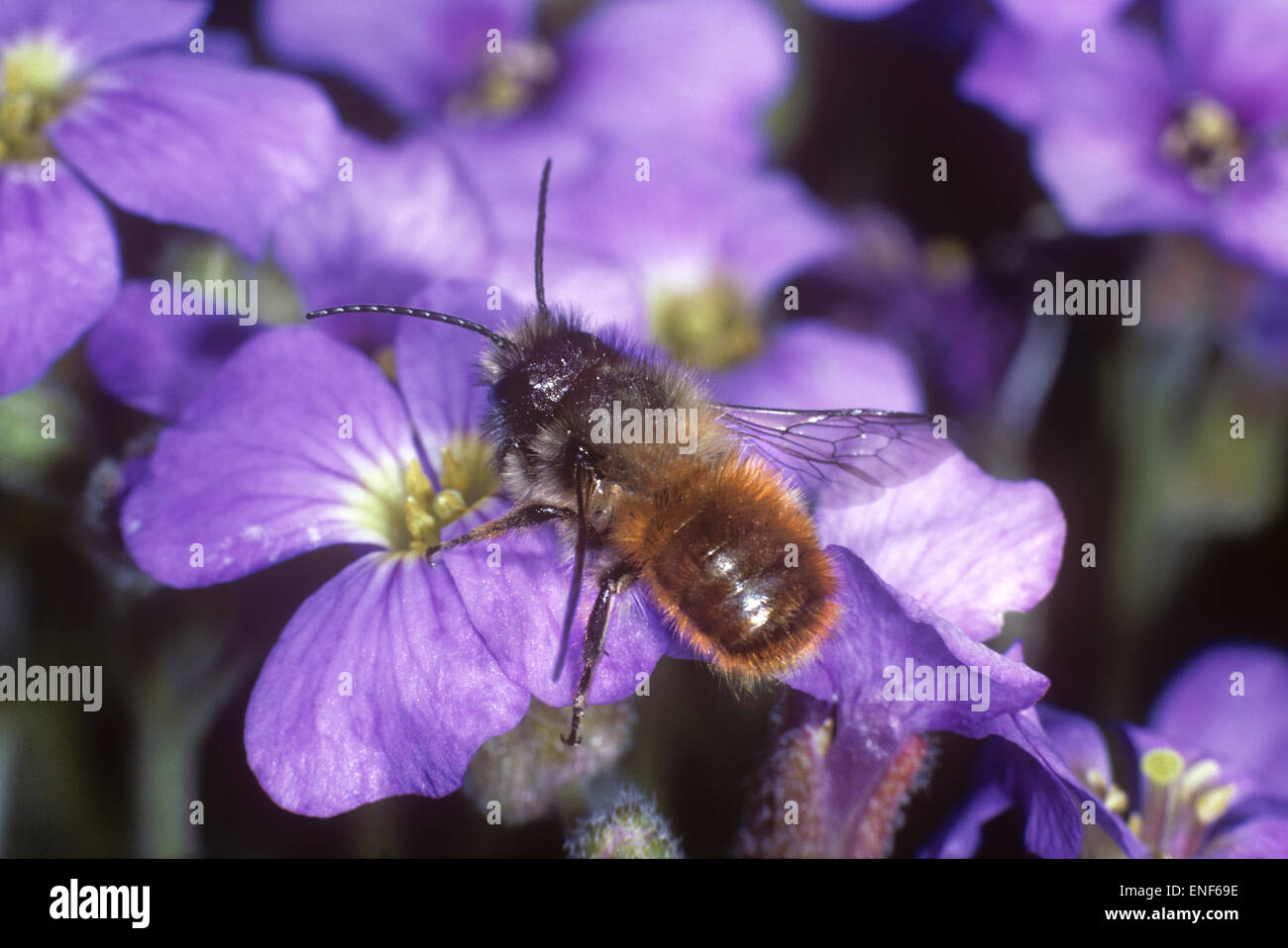 Red Mason Bee - Osmia rufa Stock Photo