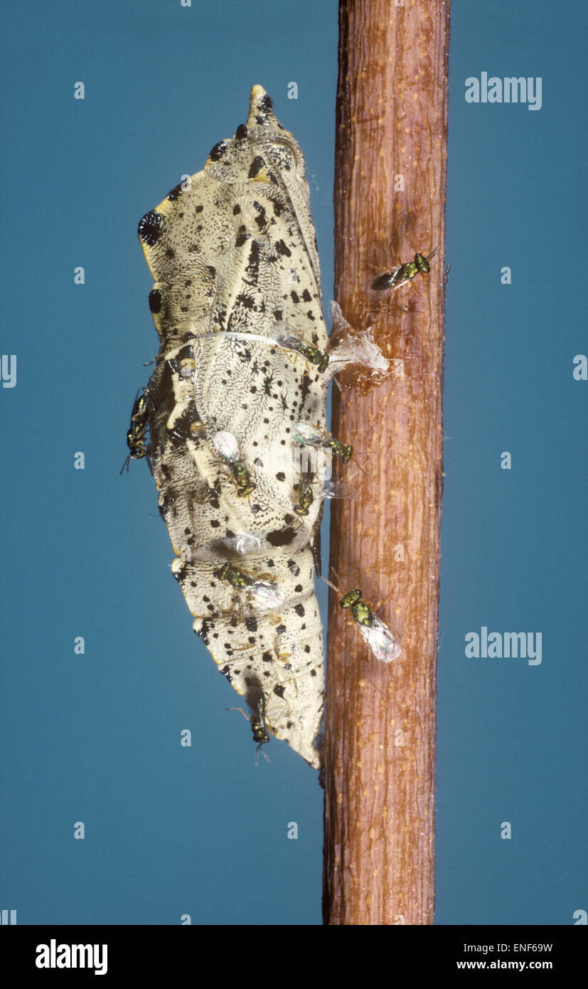 Pteromalus puparum - wasp - parasitising pupa of Large White Stock Photo