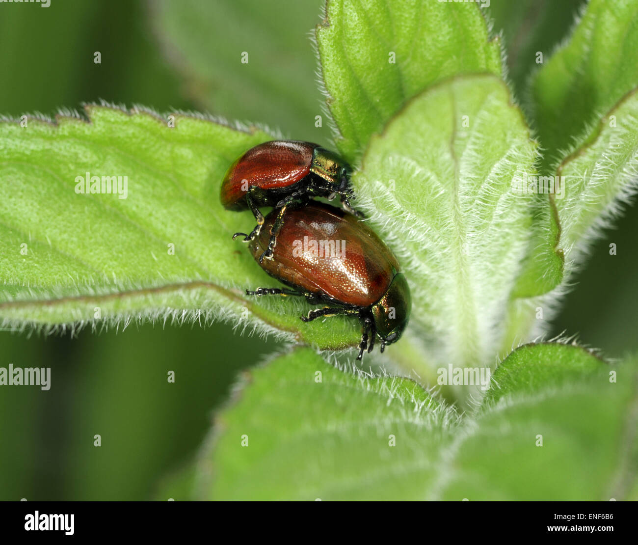 Chrysolina polita - a species of leaf beetle Stock Photo