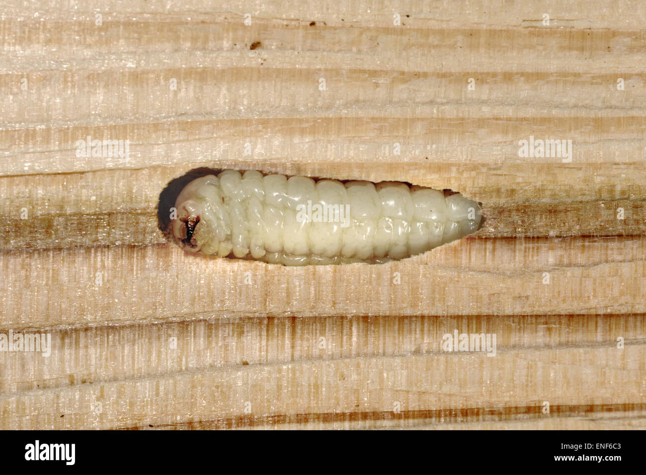 Longhorn Beetle larva Stock Photo