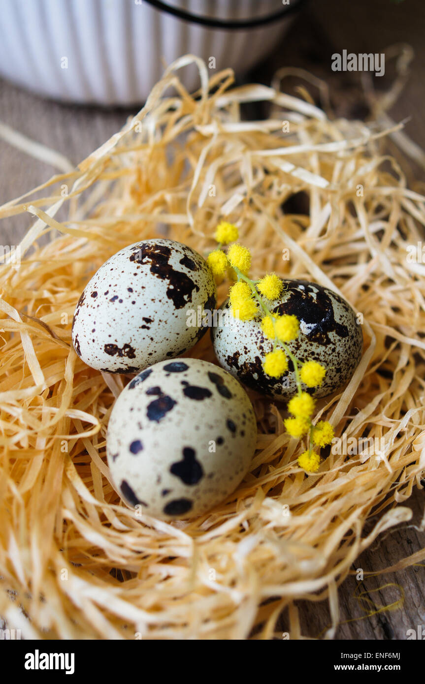 Easter time, Hand decorated Easter Eggs and speckled birds eggs in straw with a branch of colorful yellow clusters of mimosa flo Stock Photo