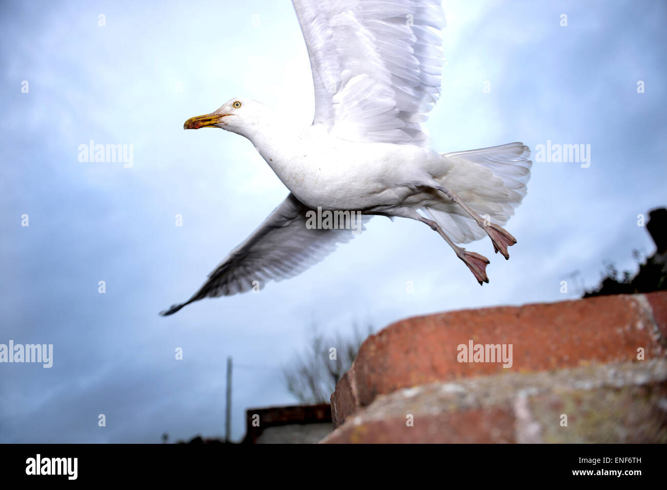 A Herring Gull (Larus argentatus) taking flight Stock Photo