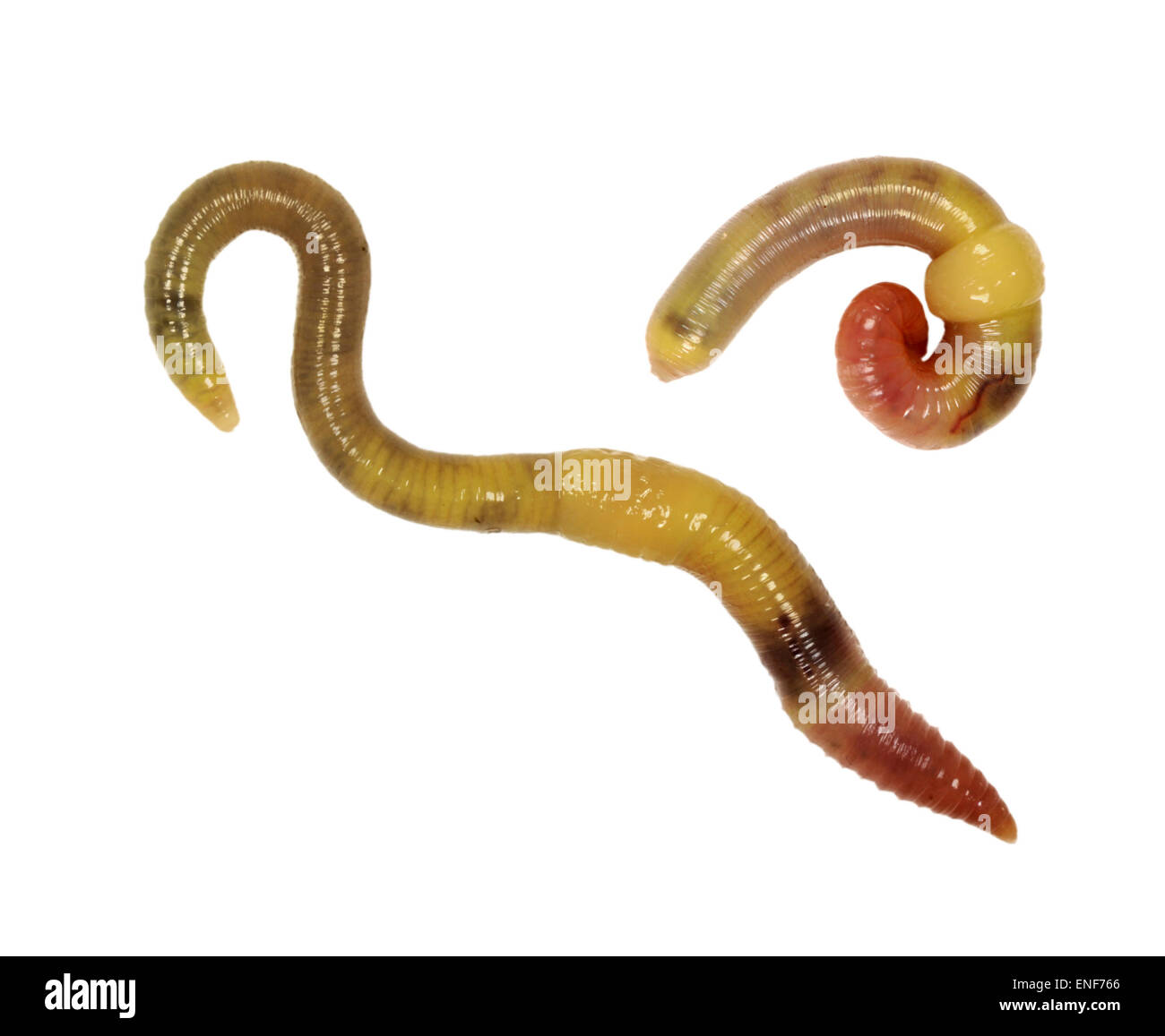 Green Worm - Allolobothora chlorotica Stock Photo