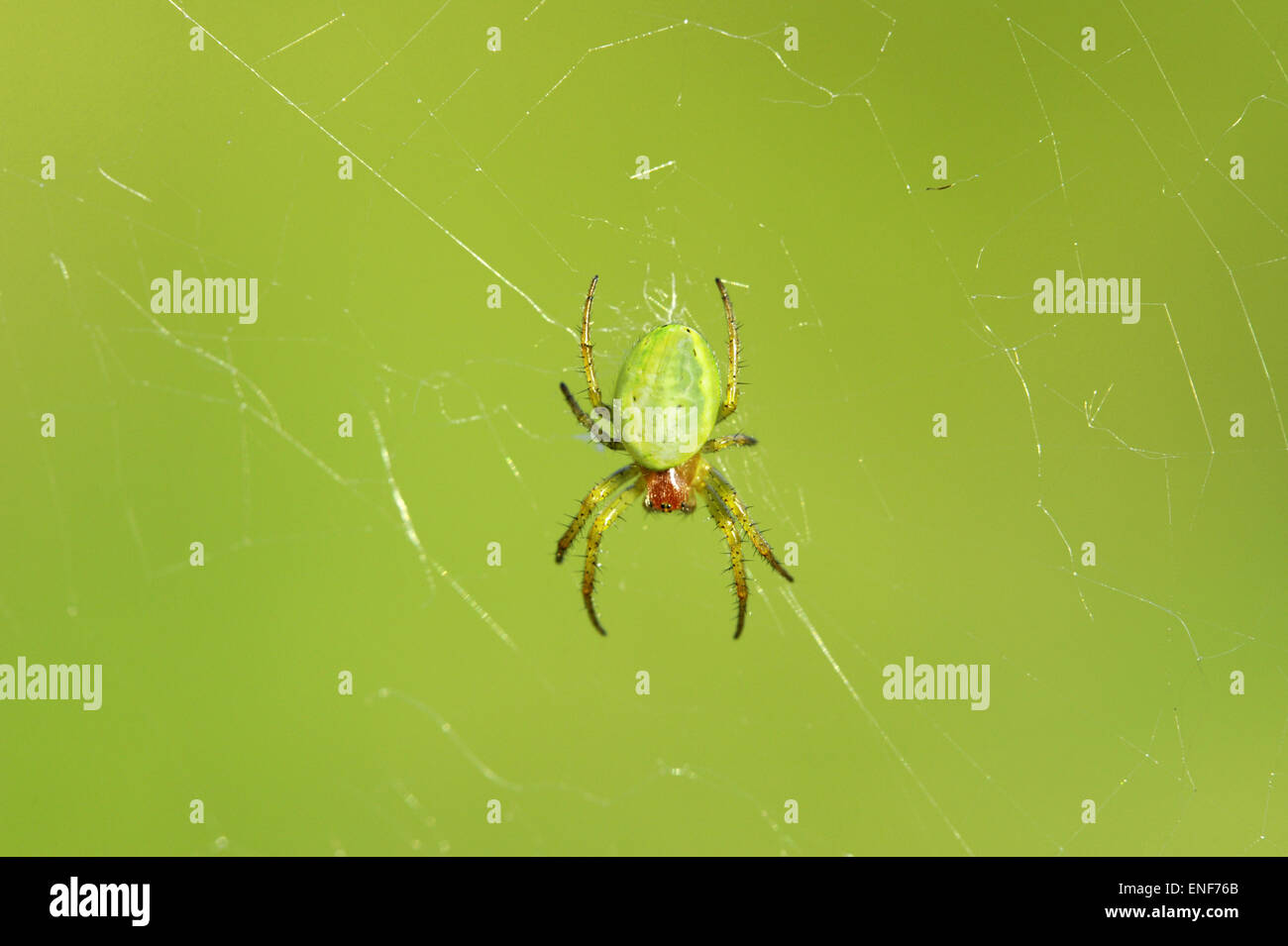 Cucumber Green Orb spider - Araniella curcurbitina Stock Photo - Alamy