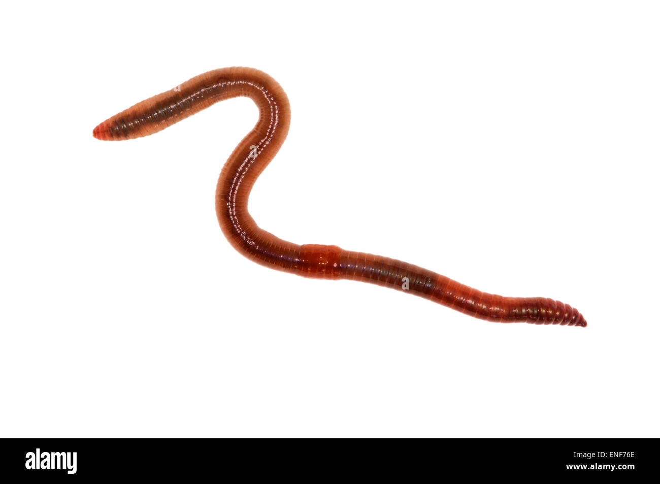 Redhead Worm - Lumbricus rubellus Stock Photo