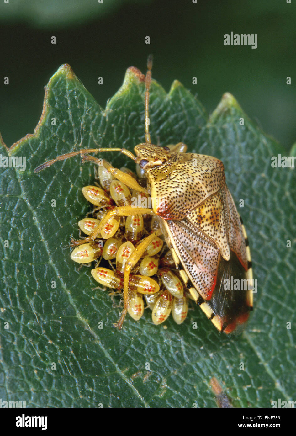 Parent Bug - Elasmucha grisea Stock Photo