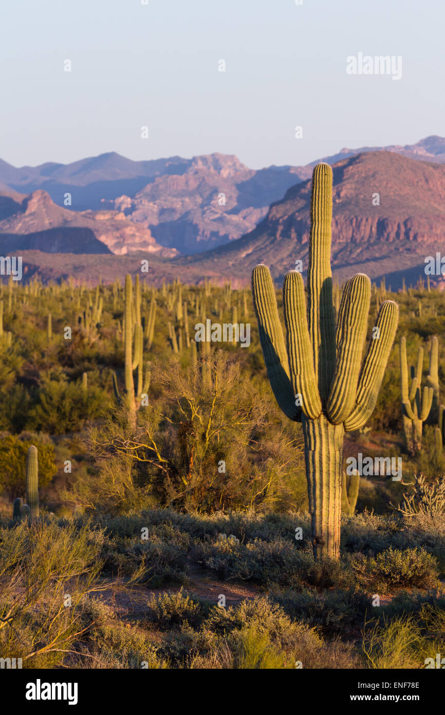 Arizona desert landscape with saguaro cactus in springtime Stock Photo ...