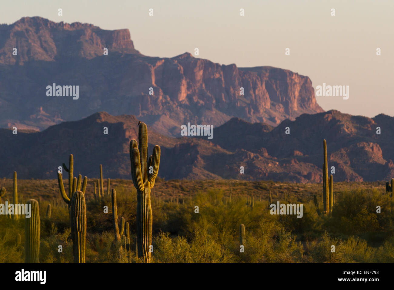 Arizona desert landscape with saguaro cactus in springtime Stock Photo ...
