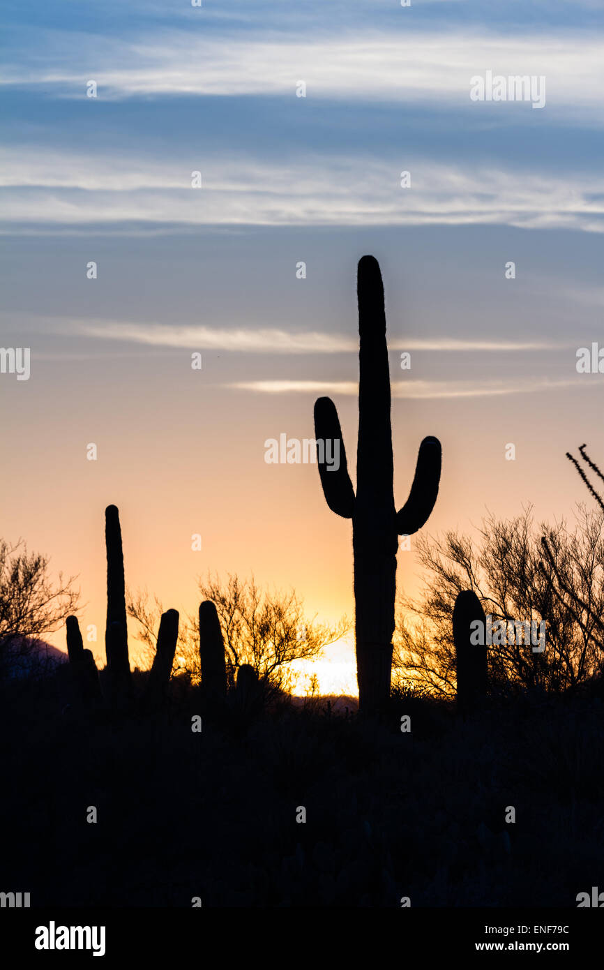 Arizona desert landscape at sunset with saguaro cactus silhouetted ...