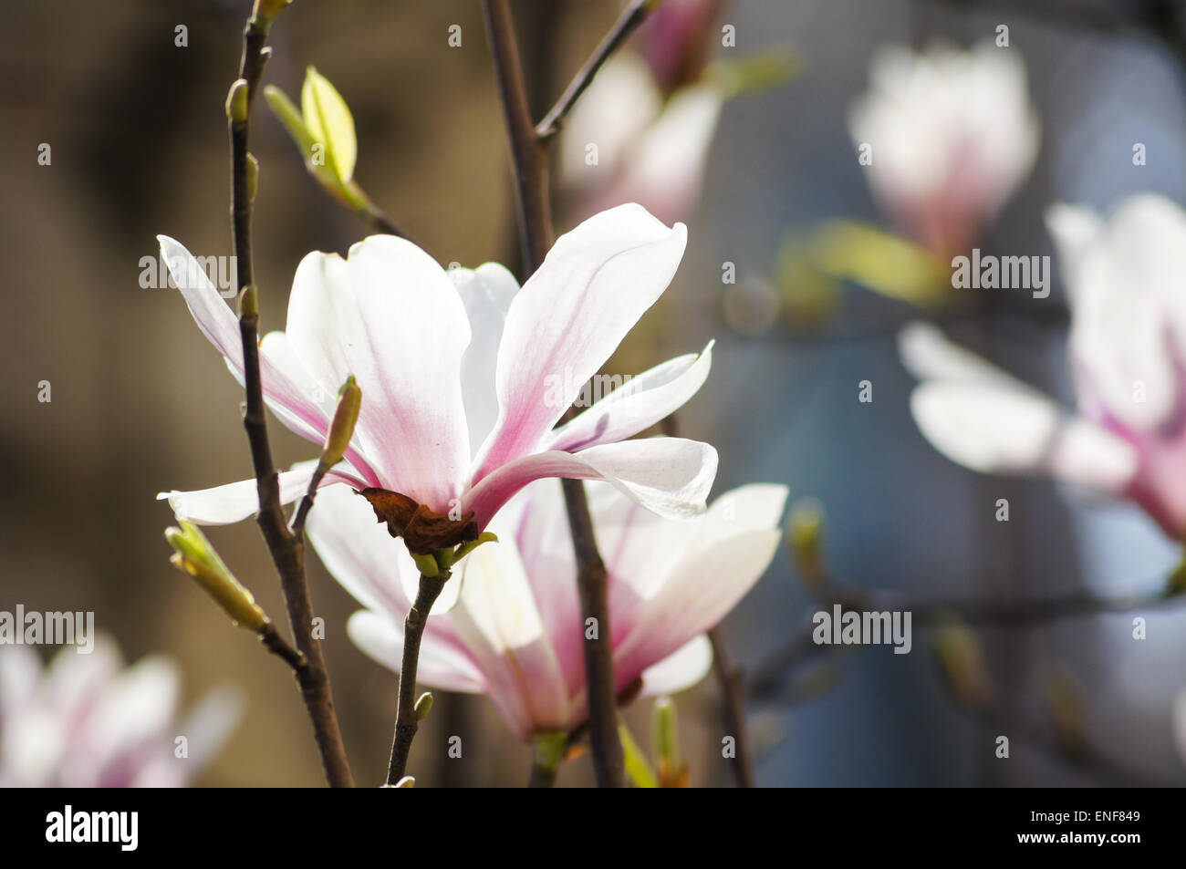 Blossom of magnolia tree in the garden, spring time Stock Photo - Alamy