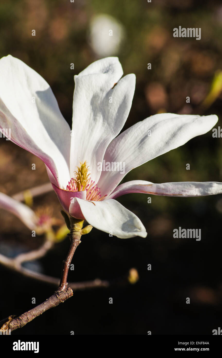 Blossom of magnolia tree in the garden, spring time Stock Photo - Alamy