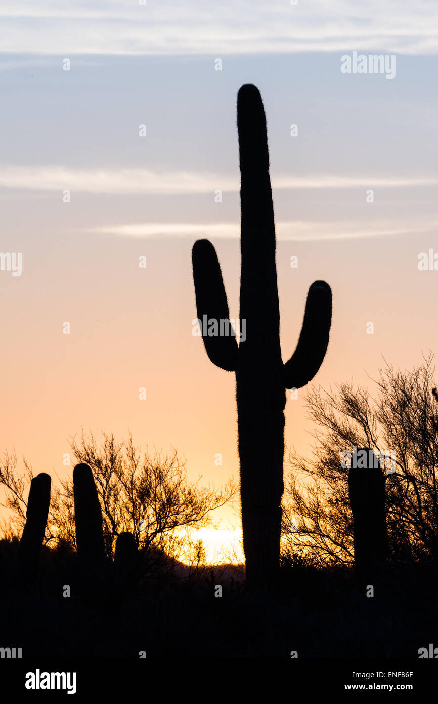 Arizona desert landscape at sunset with saguaro cactus silhouetted ...