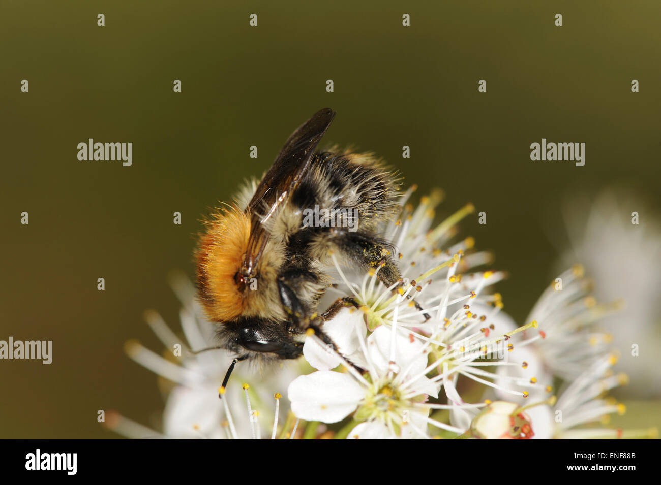 Common Carder Bee - Bombus pascuorum Stock Photo