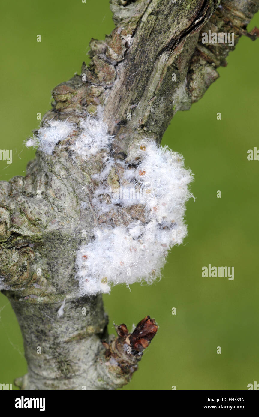 Woolly Aphid - Eriosoma lantigerum Stock Photo