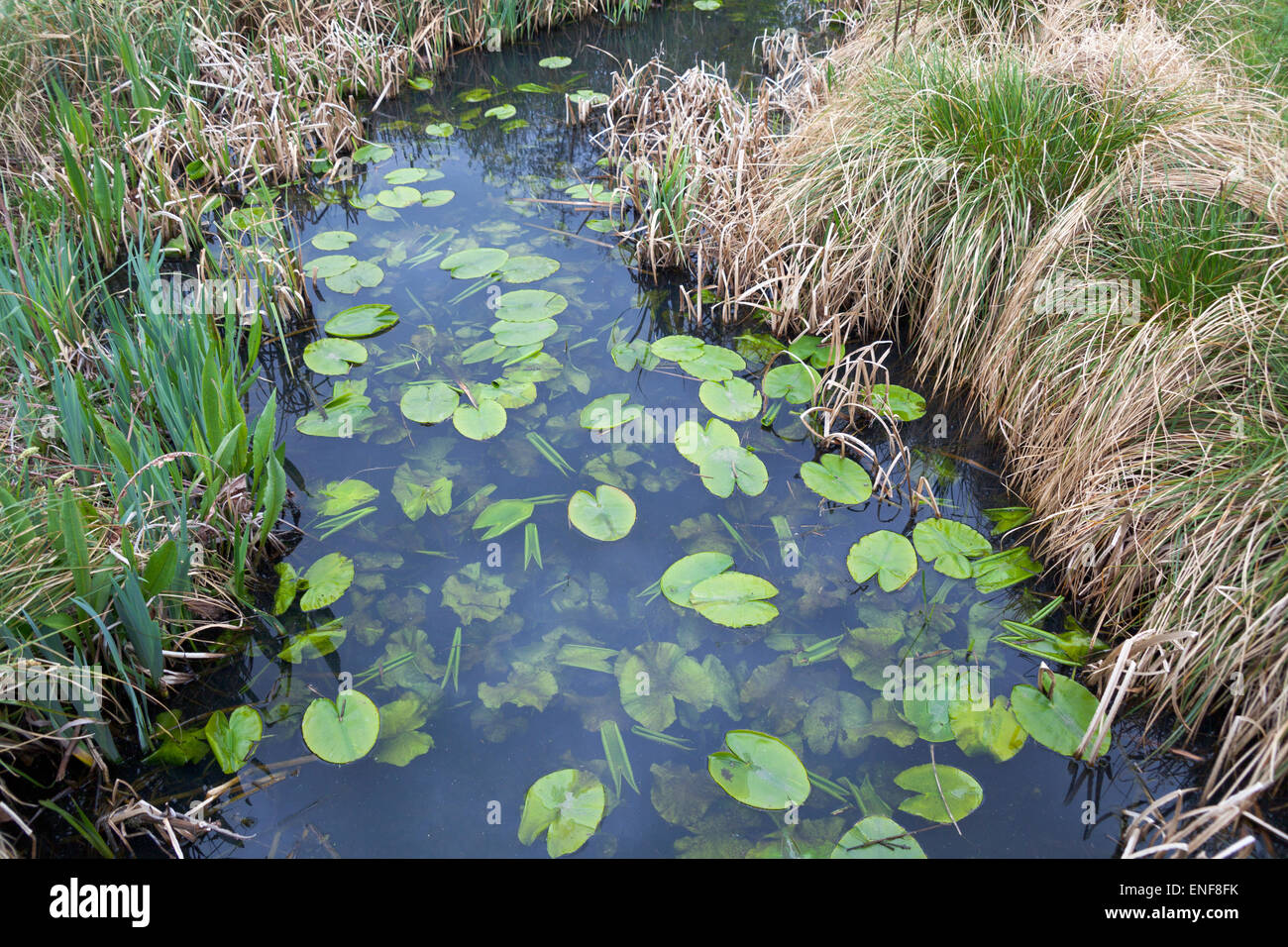 Pond with lilies in London Wetland Centre Stock Photo