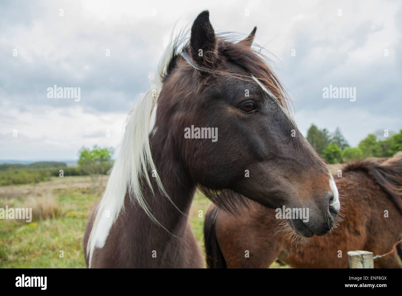 Brown horse in a field Stock Photo - Alamy