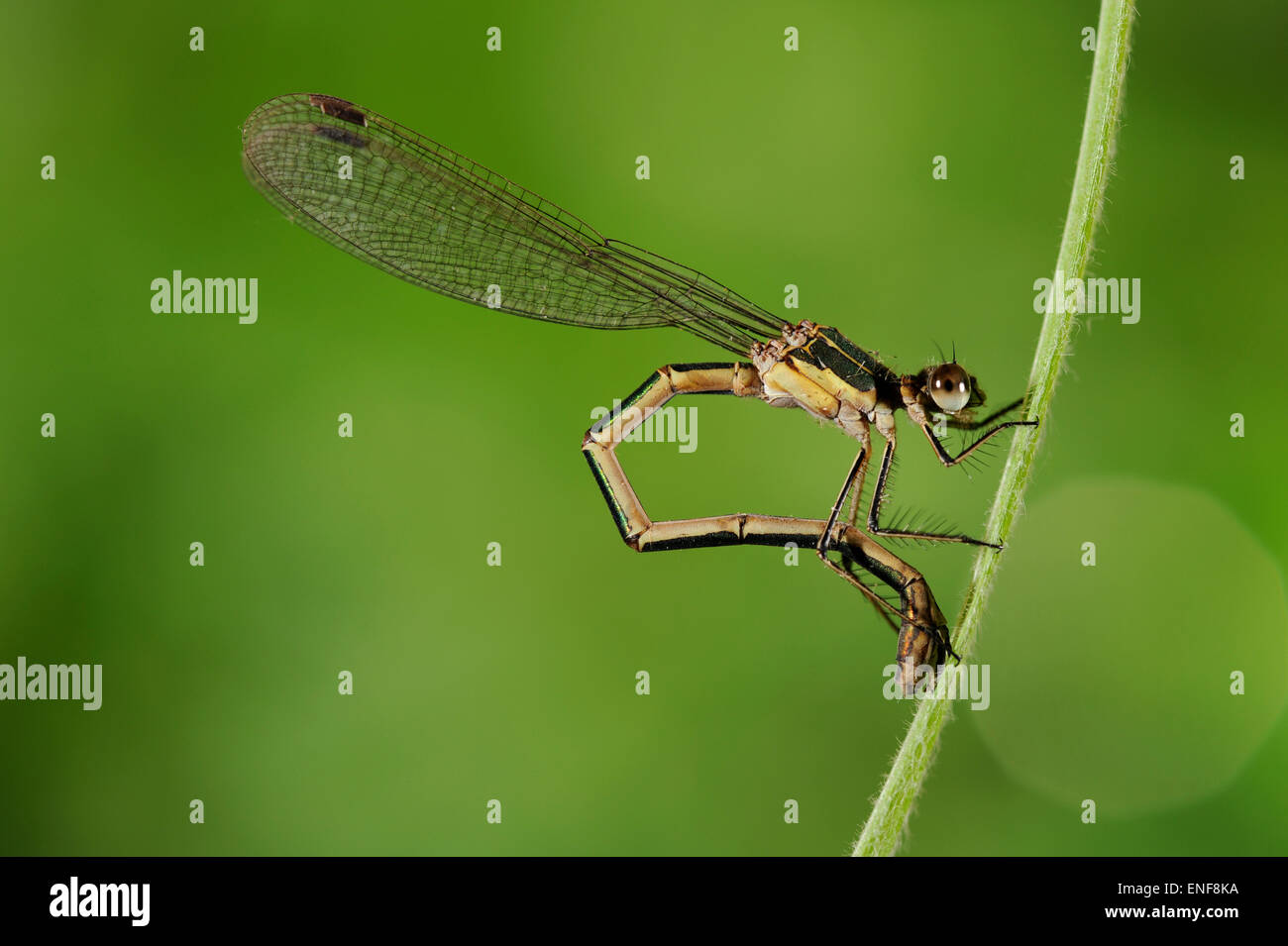 Scarce Emerald Damselfly - Lestes dryas Stock Photo