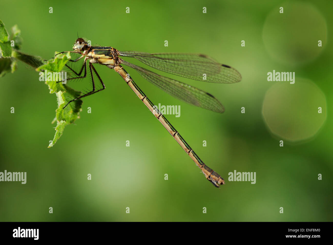 Scarce Emerald Damselfly - Lestes dryas Stock Photo