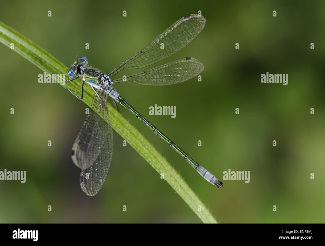 Scarce Emerald Damselfly - Lestes dryas Stock Photo