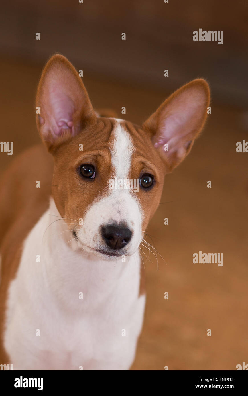 Portrait of Basenji puppy (3.5 month old Stock Photo - Alamy