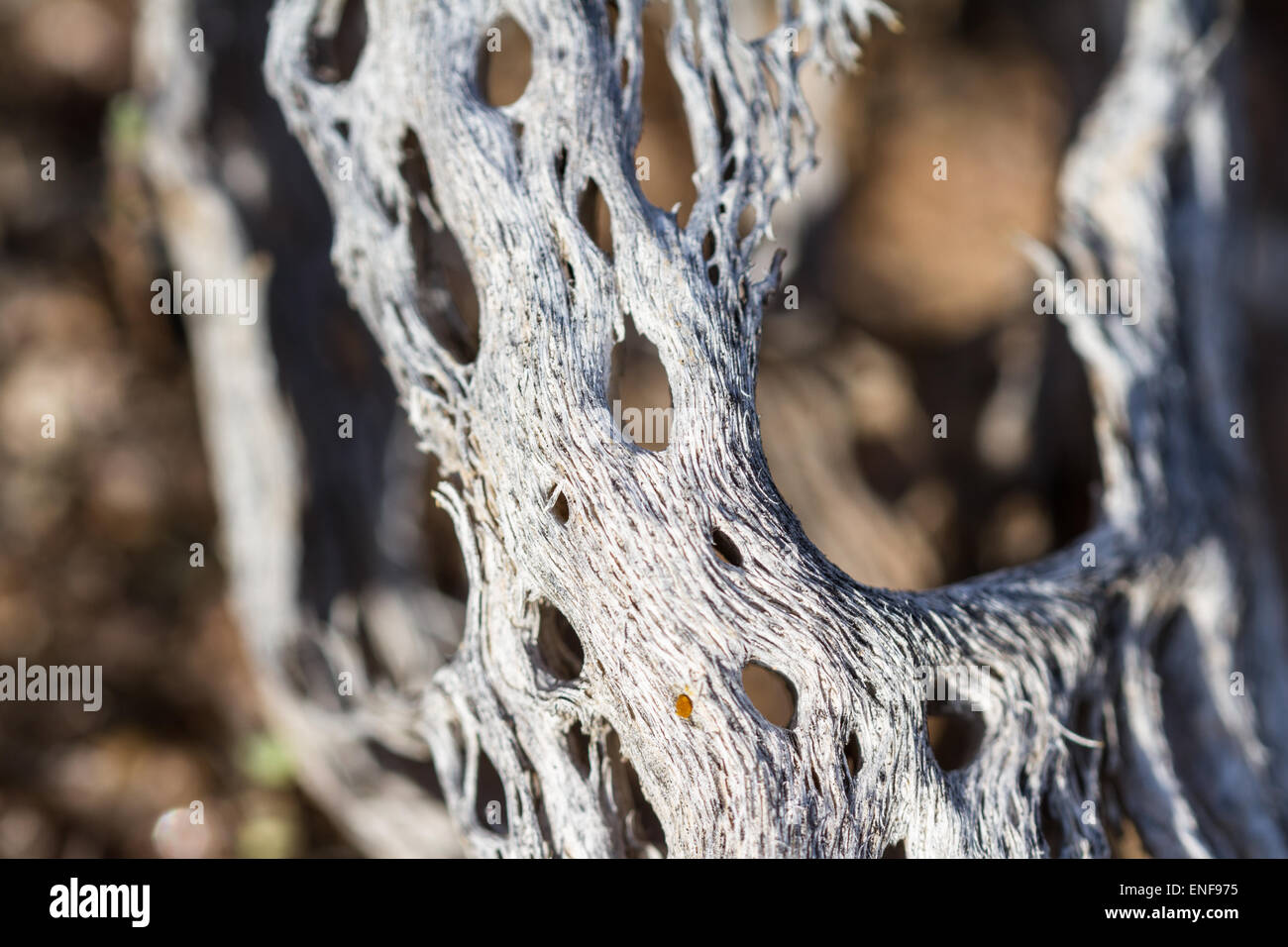 old dried remains of a tall saguaro cactus laying on the desert Stock Photo