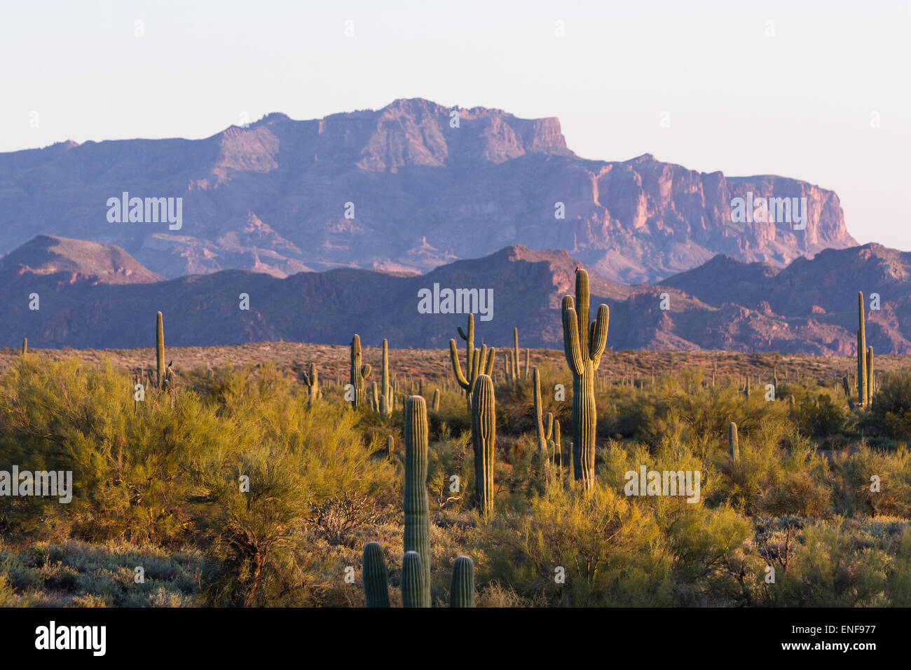 Arizona desert landscape with saguaro cactus in springtime Stock Photo ...