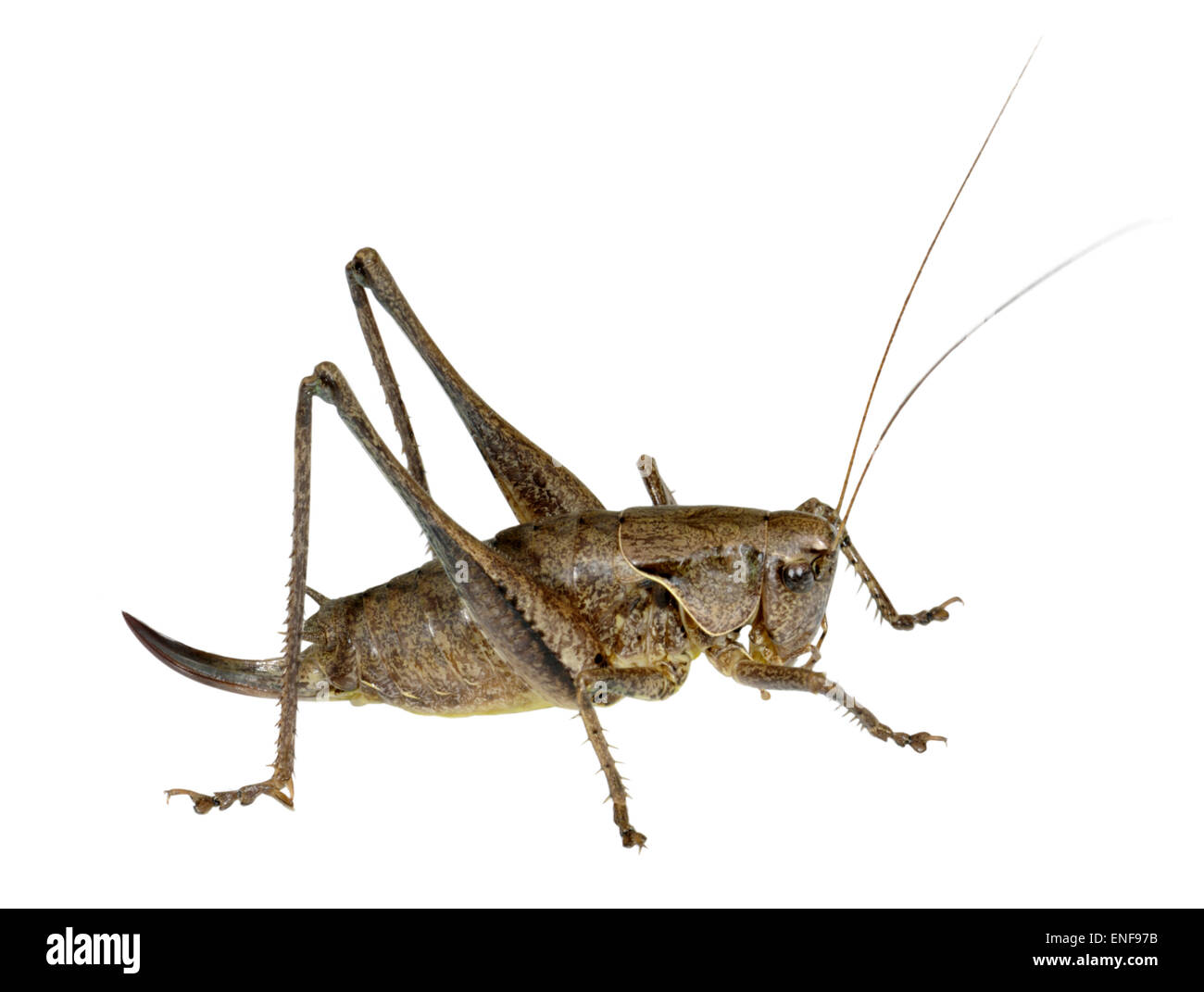 Dark Bush Cricket - Pholidoptera griseoaptera - female Stock Photo