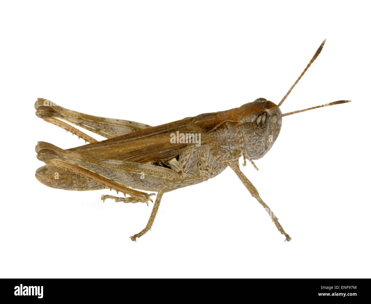 Rufous Grasshopper - Gomphocerippus rufus Stock Photo