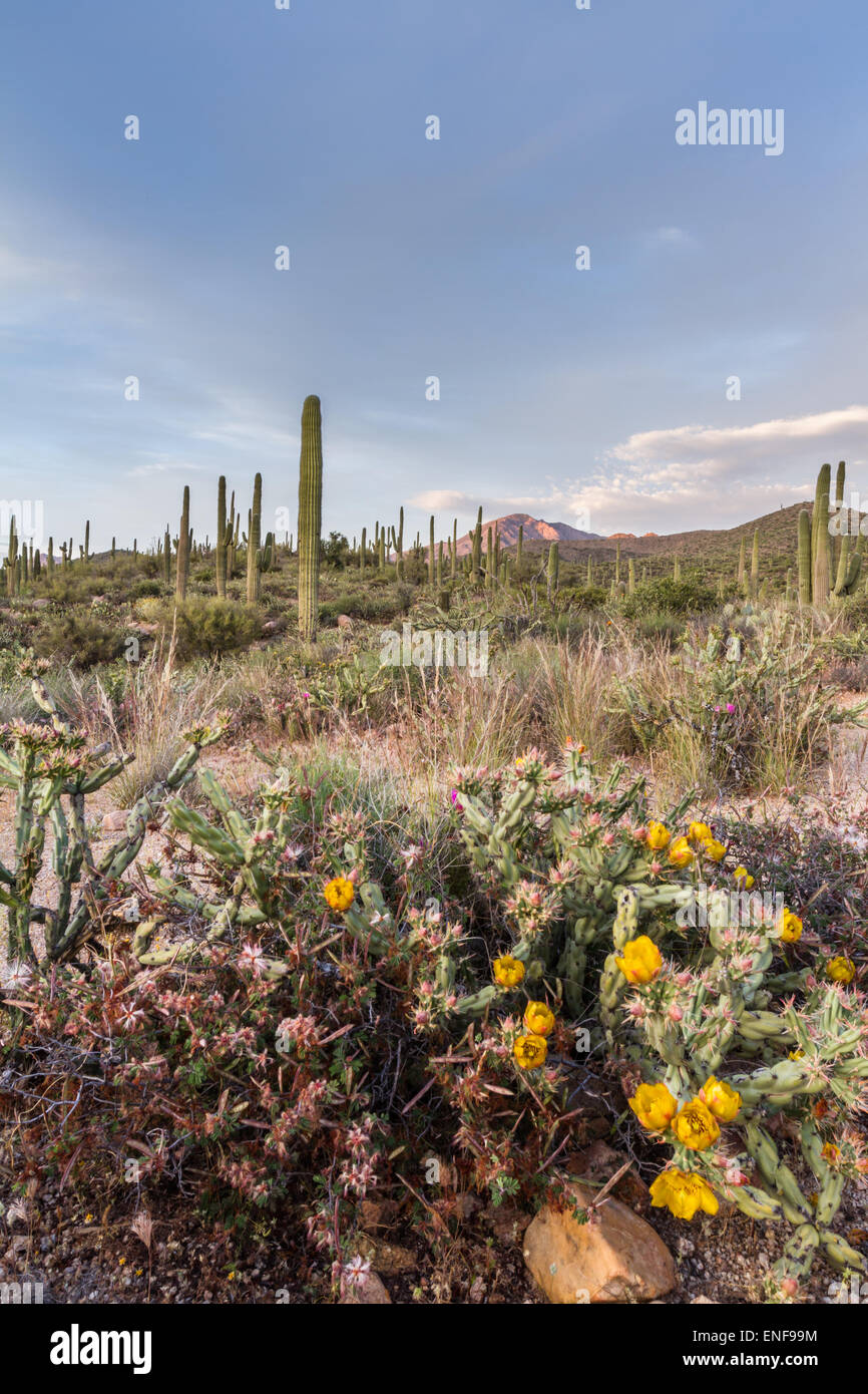 desert landscape in Arizona with the beautiful Saguaro cactus in ...