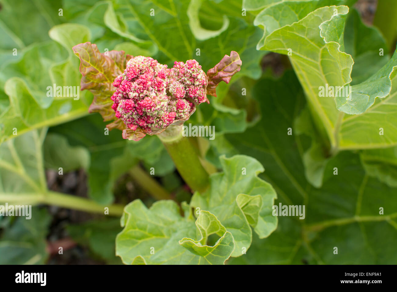 flower on rhubarb (rheum x hybridum) plant that has 'bolted' Stock