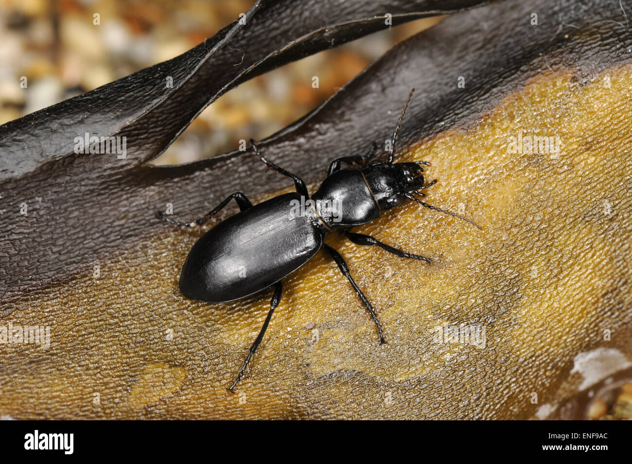 Cephalotes hi-res stock photography and images - Alamy