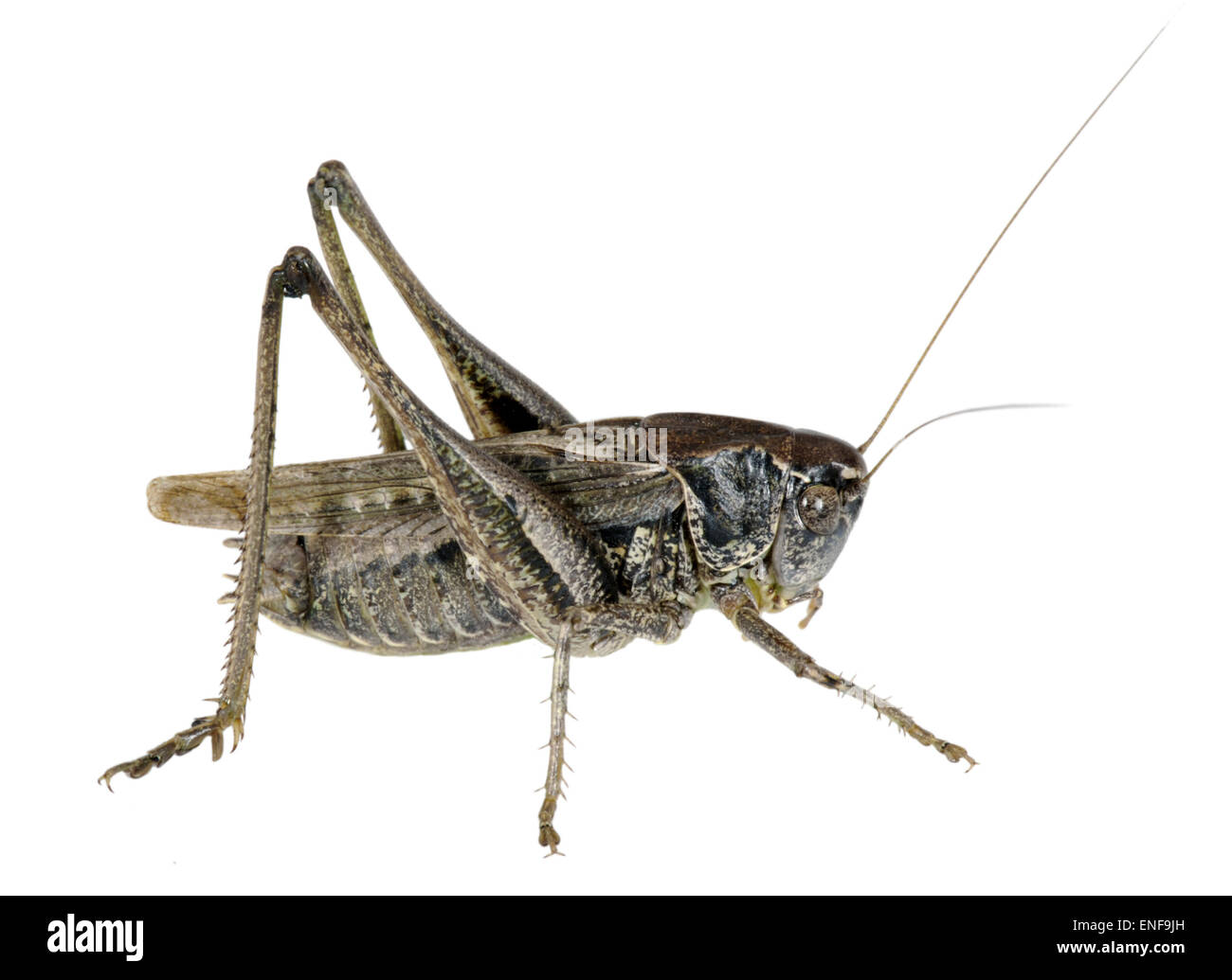 Grey Bush-cricket male - Platycleis albopunctata Stock Photo