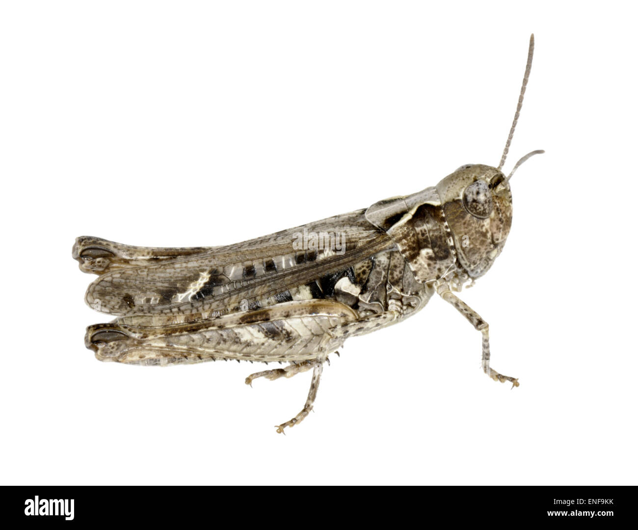 Mottled Grasshopper - Myrmeleotettix maculatus Stock Photo