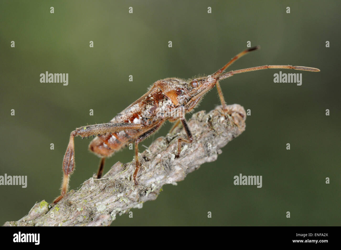 Western Conifer Seed Bug - Leptoglossus occidentalis Stock Photo