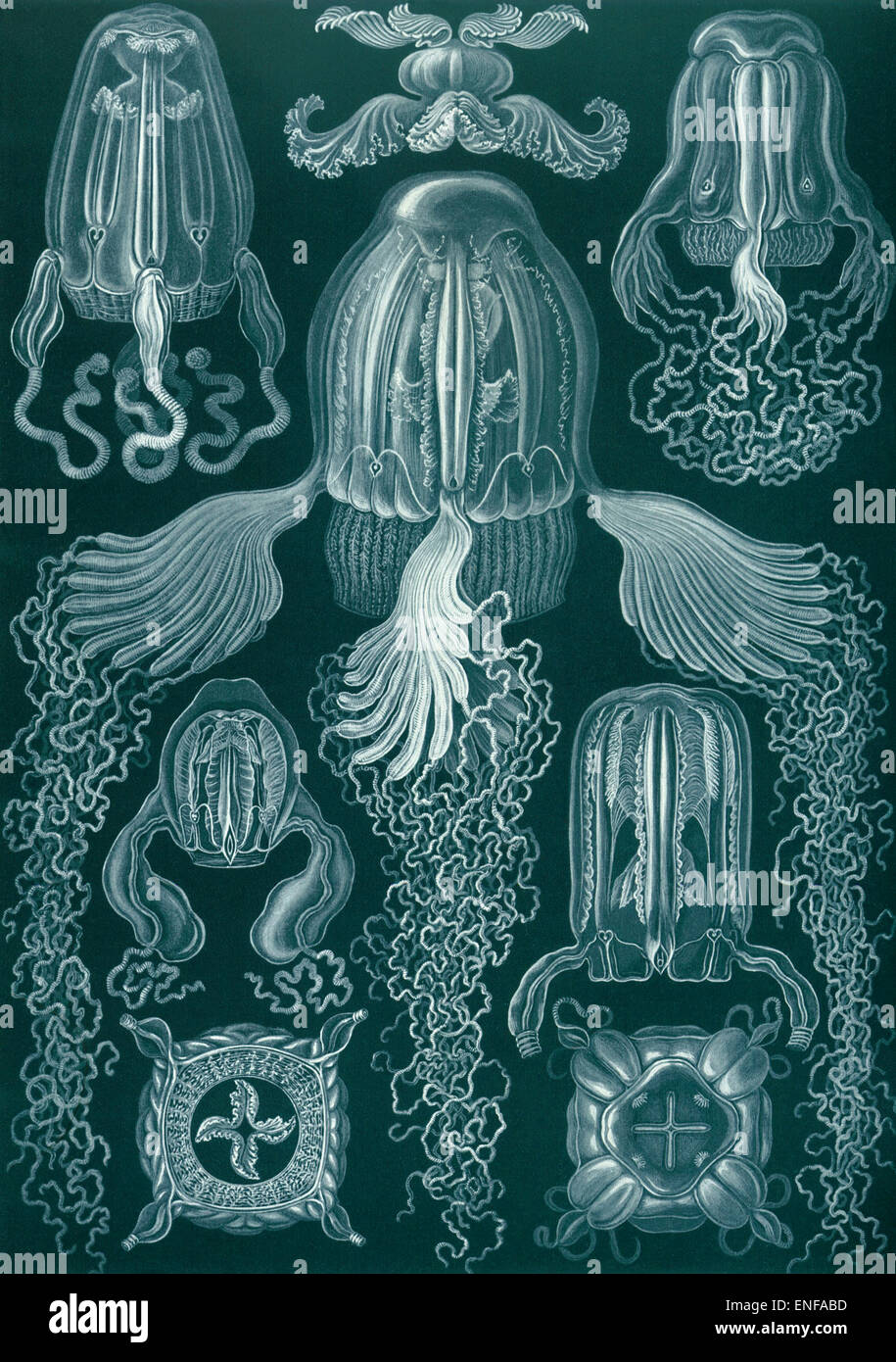 Cubomedusae, (Box Jellyfish), by Ernst Haeckel, 1904 - Editorial use only. Stock Photo