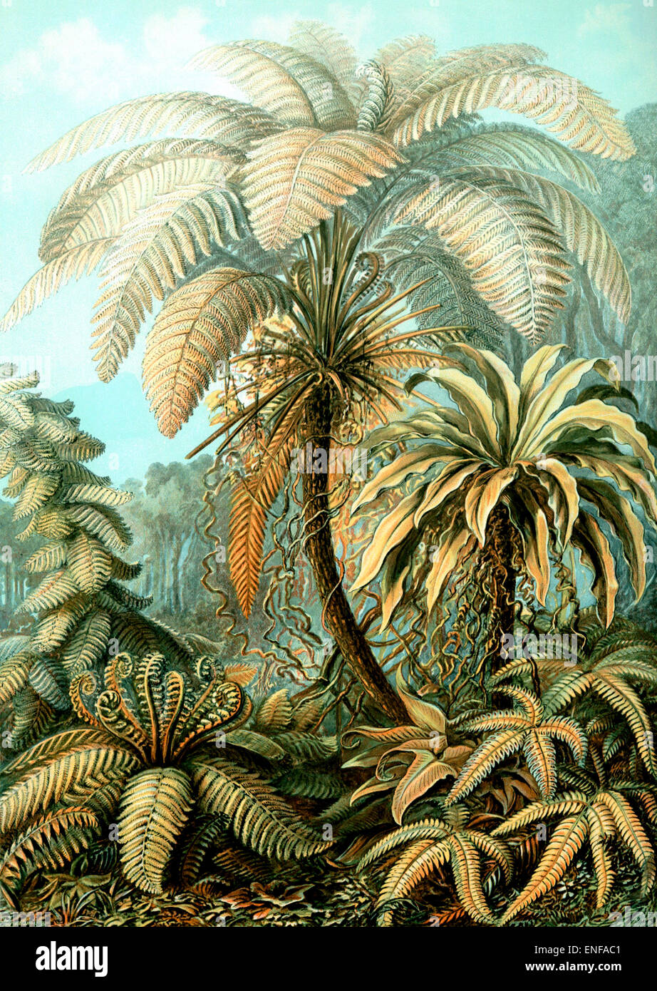 Filicinae (Ferns), by Ernst Haeckel, 1904 - Editorial use only. Stock Photo