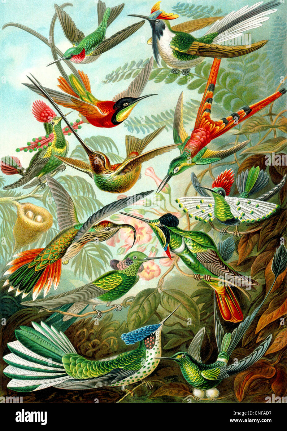 Hummingbirds (Trochilidae), by Ernst Haeckel, 1904 - Editorial use only. Stock Photo