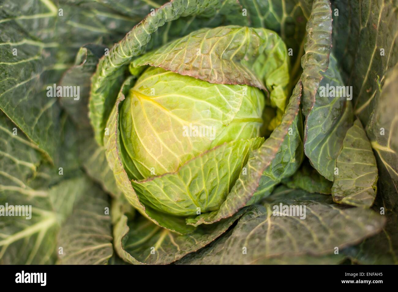 Leafy head hi-res stock photography and images - Alamy