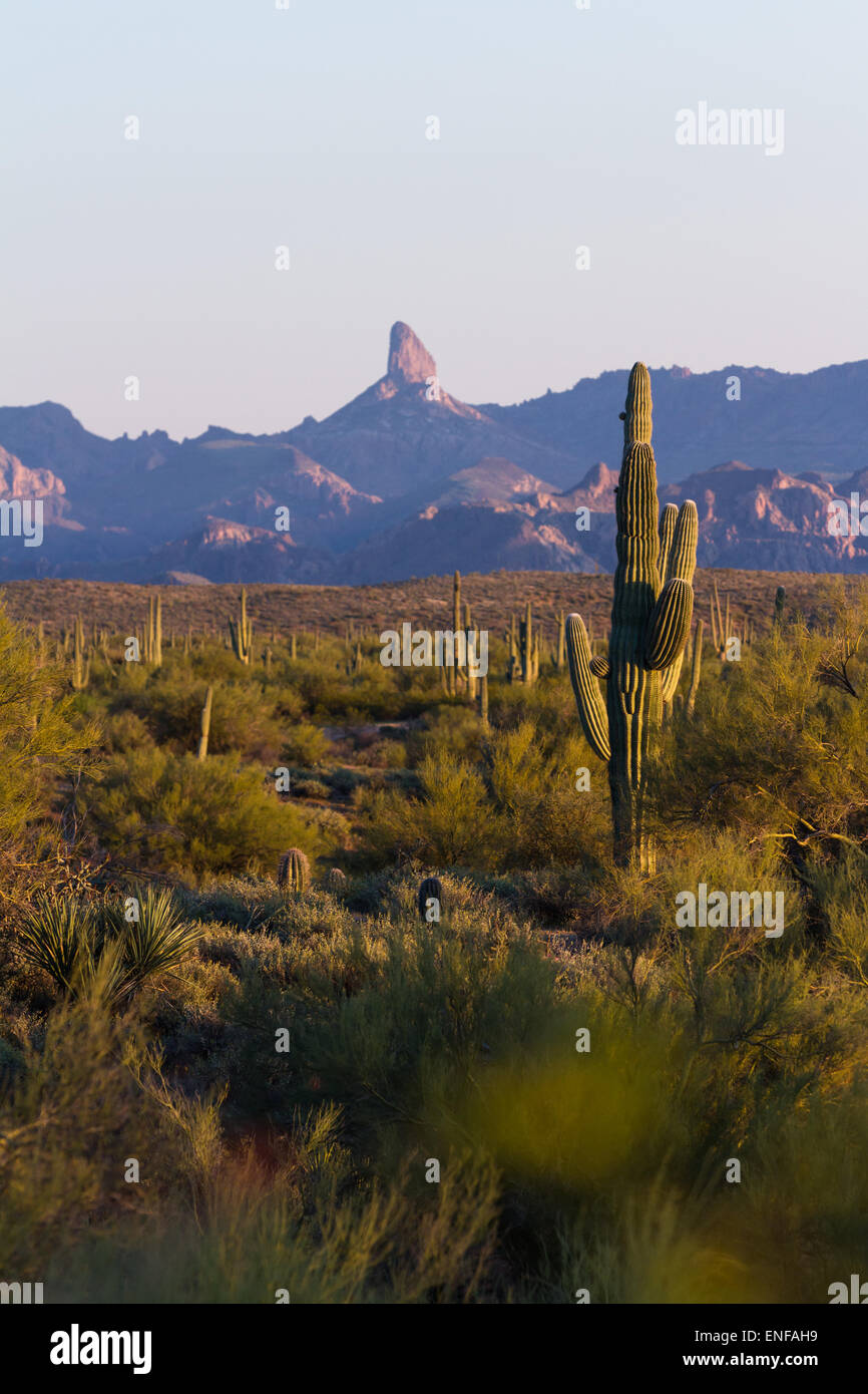 Arizona desert landscape with saguaro cactus in springtime Stock Photo ...