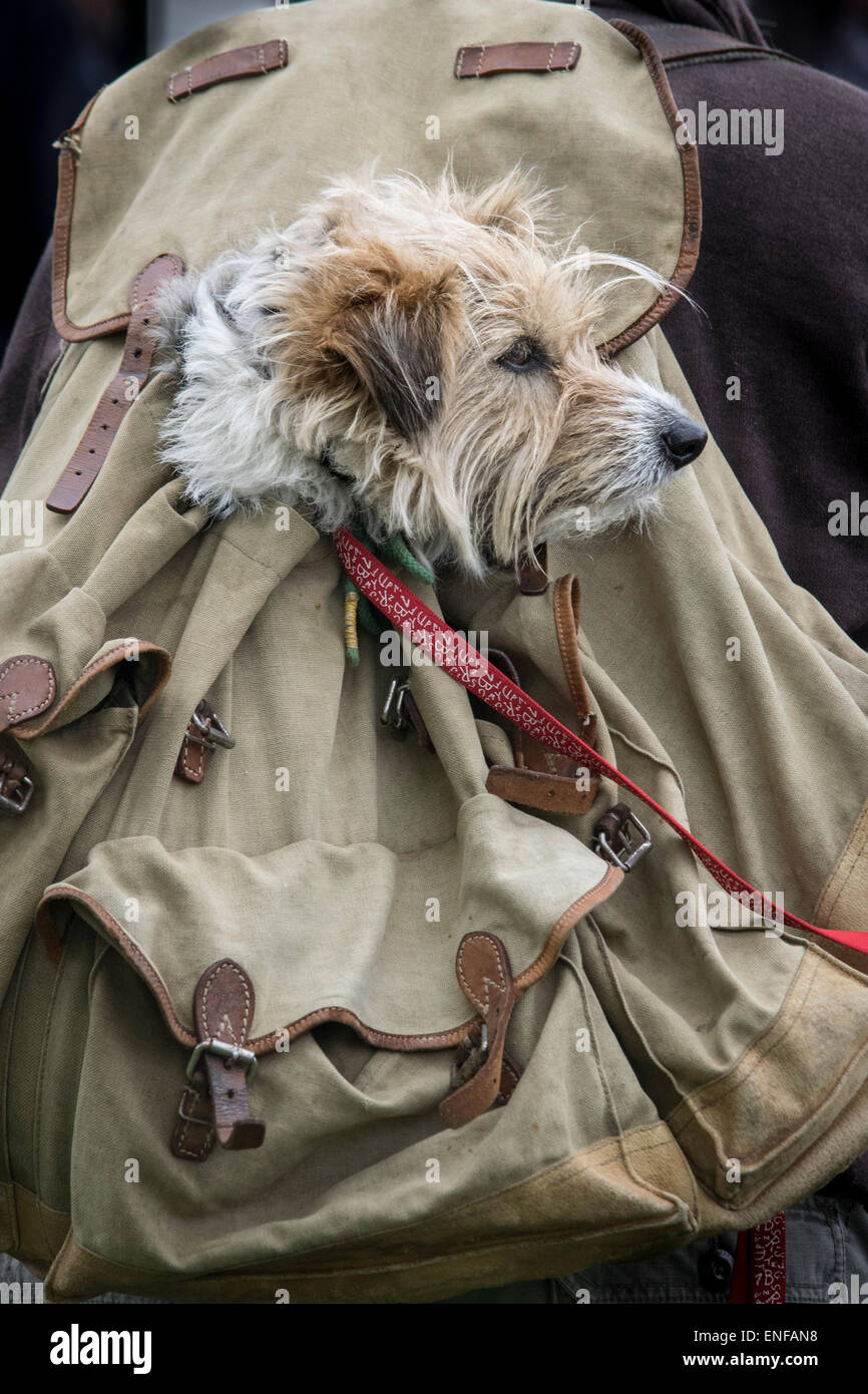 Dog in backpack hires stock photography and images Alamy