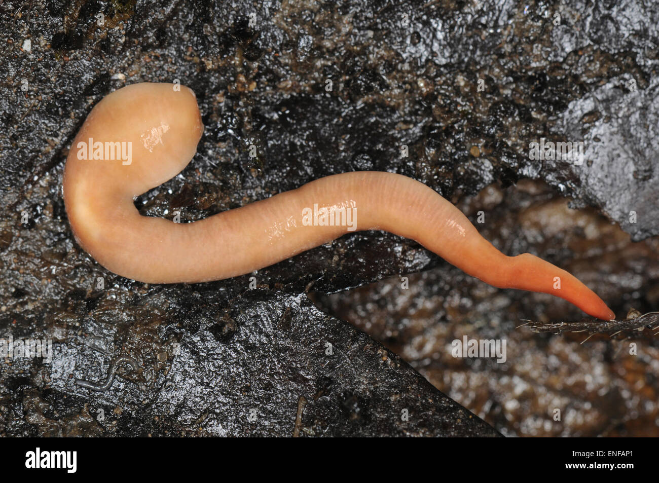 Australian Flatworm - Australoplana sanguinea var alba Stock Photo