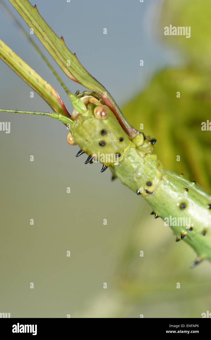 Prickly Stick Insect Acanthoxyla geisovii Stock Photo Alamy