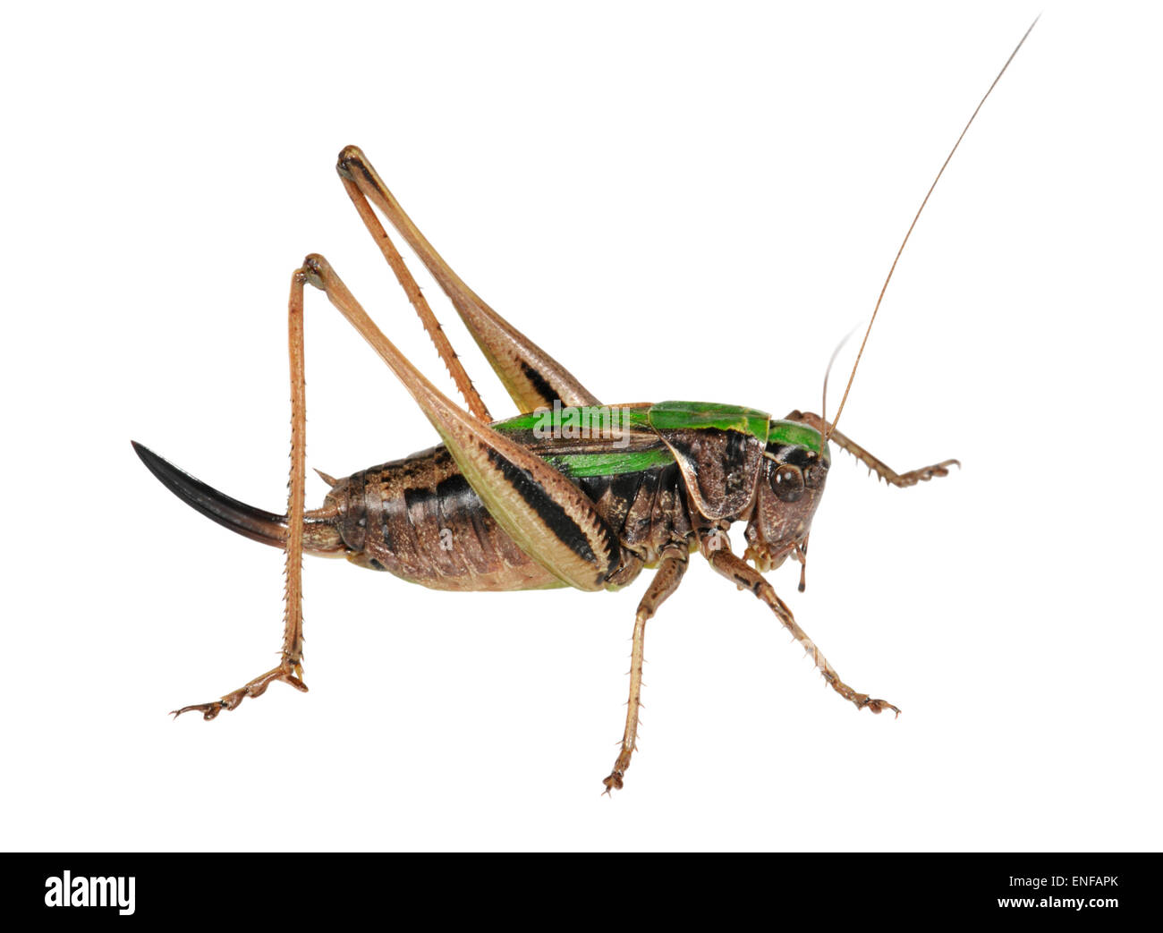 Bog Bush-cricket - Metrioptera brachyptera Stock Photo
