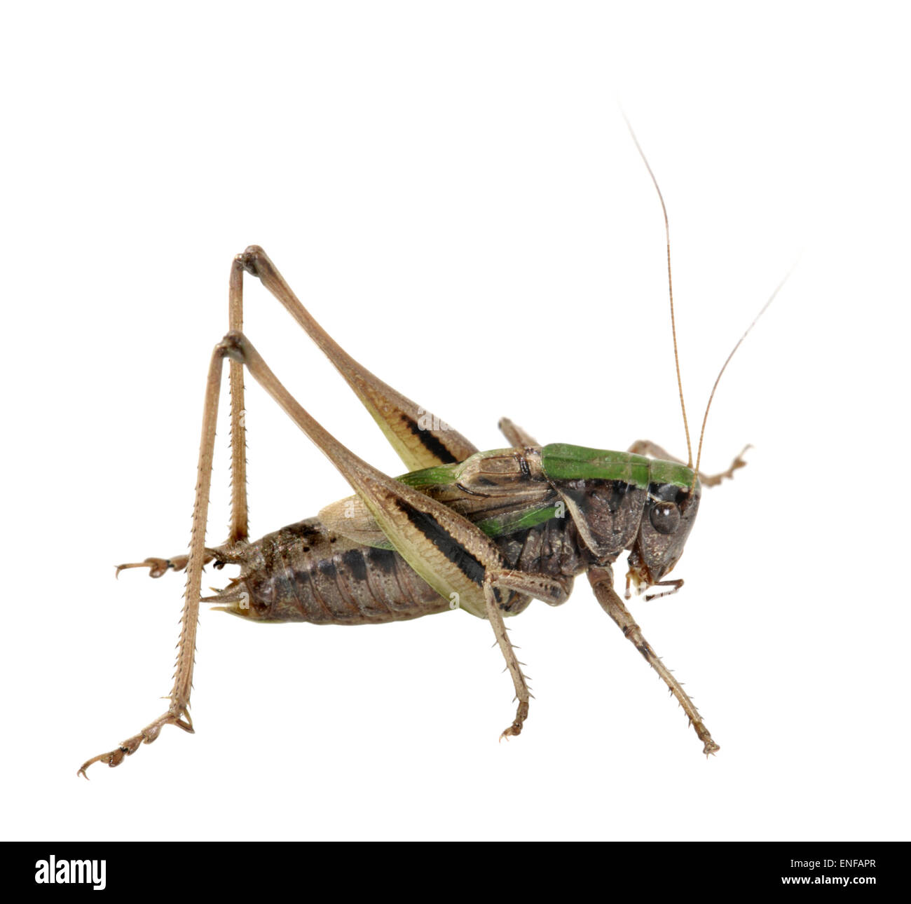 Bog Bish-cricket male - Metrioptera brachyptera Stock Photo