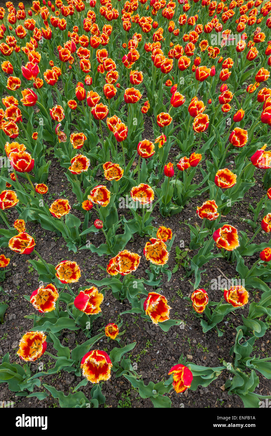 Red and Yellow Tulips Spring Flowers Stock Photo