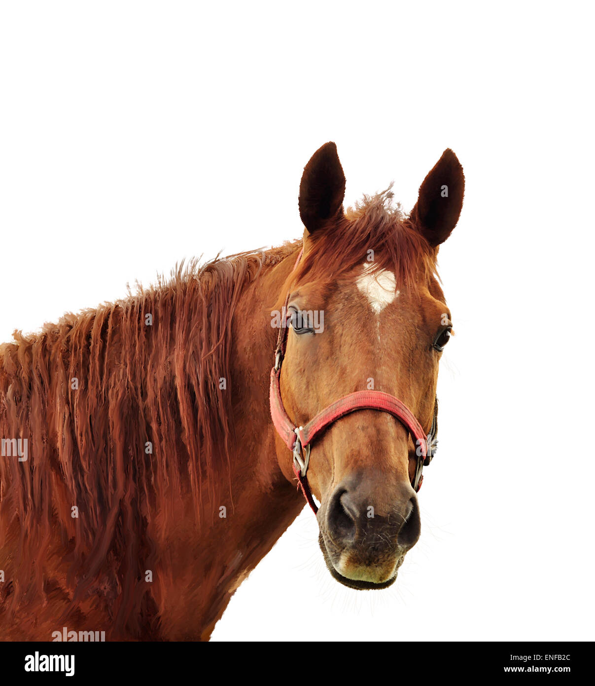 Horse head painting hi-res stock photography and images - Alamy