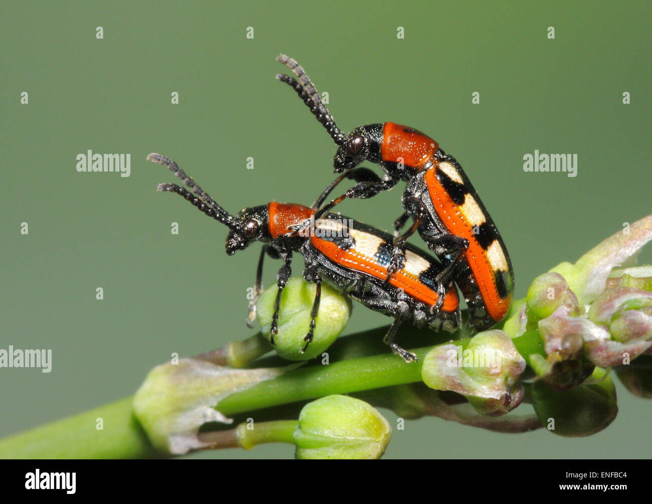 Asparagus Beetle Crioceris asparagi mating pair Stock Photo Alamy